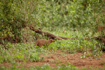 grove of Banded Mongoose (Mungos mungo)
