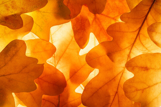 Bright background autumn season leaves close-up with backlight as a background, template or web banner for the design of the autumn theme