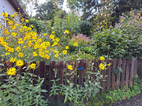 Topinambur (Helianthus tuberosus)  im Vorgarten