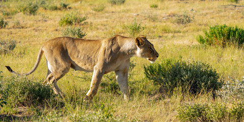 Naklejka na ściany i meble Very Regal Lioness Portrait in Etosha Reserve Namibia Africa