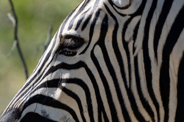Fototapeta na wymiar Burchell's Zebra Portrait in Etosha Reserve Namibia Africa