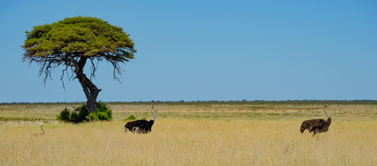 Ostrich Family and Picturesque Acacia Tree in Etosha Reserve Namibia Africa