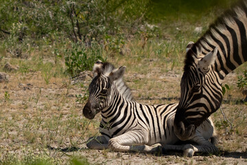 Burchell's Zebra Family Portrait in Etosha Reserve Namibia Africa