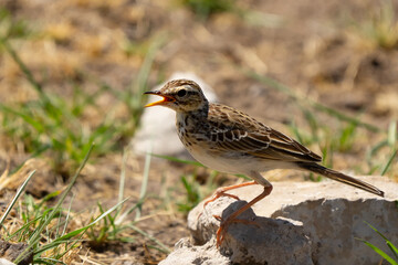 African Pipit Bird Eating Insects in  Etosha Reserve Namibia Africa