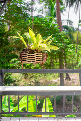 a pot made of slats with an orchid flower is suspended in a gazebo in the jungle. Tropical nature