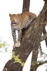 Obraz premium Leopard Called Fig, Climbing Down No. 2737