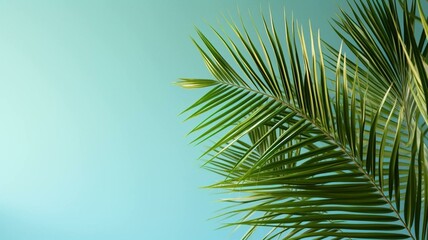 Obraz premium palm tree leaves