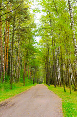 trail in the summer forest vertical photo