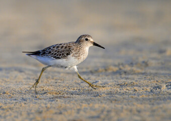 Obraz premium Least sandpiper (Calidris minutilla) running along the ocean beach, Galveston, Texas, USA.