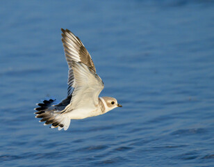 Piping plover (Charadrius melodus) flying over ocean during the fall migration, Galveston, Texas, USA.