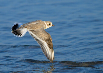 Piping plover (Charadrius melodus) flying over ocean during the fall migration, Galveston, Texas, USA.