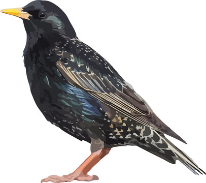 recommend clip art: European Starling (Sturnus vulgaris) Bird Isolated on white background