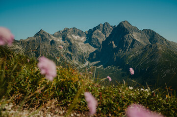 A dreamy view of the majestic High Tatras, with blurred purple summer blooms in the foreground, adding a touch of enchantment to the landscape