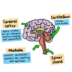 Brain Cerebellum Medulla Cortex Spinal Chord Diagram Science Illustration Drawing Educational