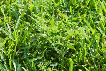 Water Mimosa in St. Augustine Grass