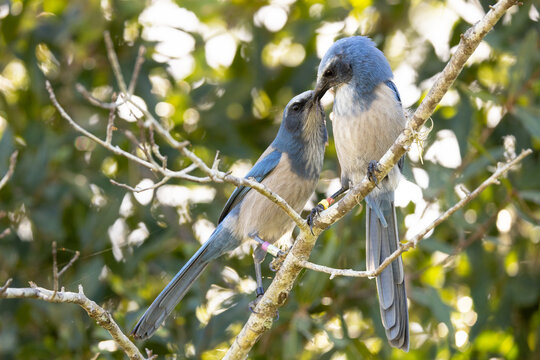 Two Florida scrub jays (Aphelocoma coerulescens), birds endemic to Florida, perched on a branch at Wingate Creek State Park. One was presenting a twig to the other.
