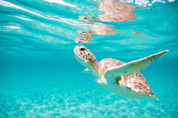 Green sea turtle coming up for a breath of air in the ocean. . 