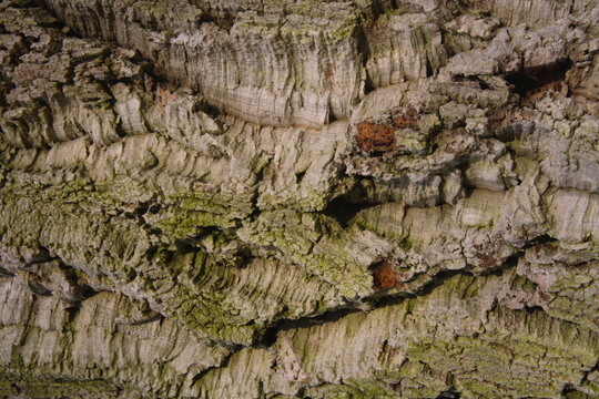 Tree trunk close up. Natural jagged surface. Bark grunge texture.