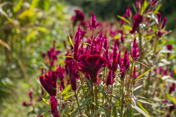 
Full blooming cockscomb flowers, red, summer field