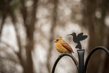 female cardinal on cute bird feeder post