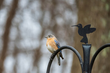 bluebird on cute bird feeder post in rain