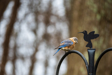 blue bird on cute bird feeder post in rain
