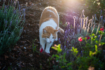 backlit white and yellow cat outdoors with lavendar plants