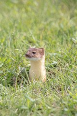 Short Tailed Weasel