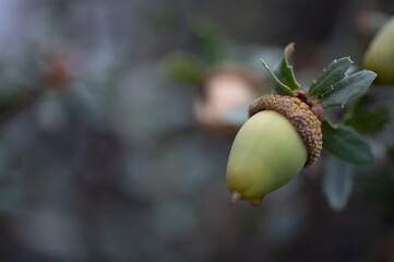 acorn in oak tree
