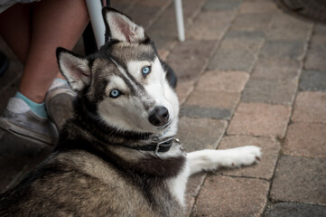 husky dog at outdoor restaurant by owner's feet