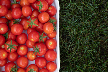 Delicious red tomatoes. Summer tray market agriculture farm full of organic vegetables, selective focus, red tomatoes on green grass with space for copy background