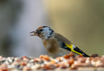 Juvenile gold finch eating from a bird table in the woodland