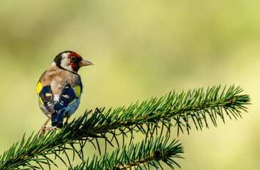 Gold finch colourful bird perched on a branch in the woodland with beautiful. natural green forest background