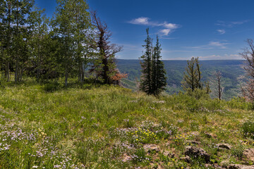 Near Timberline in July