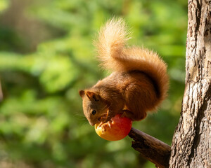 Naklejka na ściany i meble Cute scottish red squirrel eating an apple in the woodland
