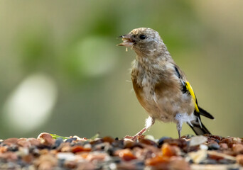 Juvenile gold finch eating from a bird table in the woodland