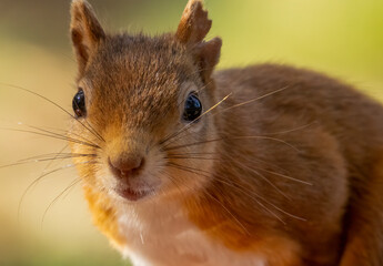 Obraz premium Close up portrait of a beautiful scottish red squirrel with natural green forest background