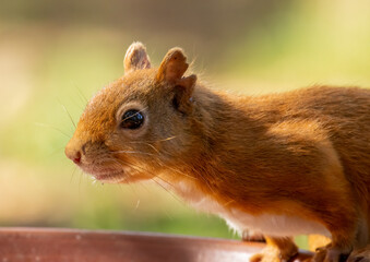 Naklejka na ściany i meble Close up portrait of a beautiful scottish red squirrel with natural green forest background