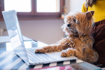 Yorkshire Terrier breed dog sitting at table with computer in front in office. Creative idea concept. Concept of business and remote work. Online shopping for pets.