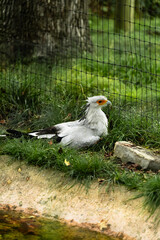 Secretary bird