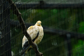 Pied imperial pigeon