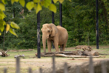 African elephant