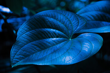 Large Blue Leaf