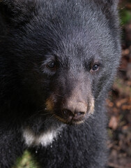 Closeup of Black Bear Cub, Anan Creek © Betty Sederquist