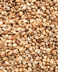 Robusta coffee beans,washed and dried,at a plantation in the Lao countryside,in hills surrounding Pakse,Laos.