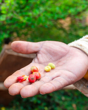 Ripe Robusta coffee beans,just picked from a nearby plant,at a plantation in the Lao countryside,50 km from Pakse,Laos.