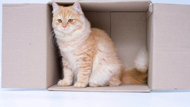 Ginger fluffy tabby cat sitting in cardboard box on white background, side view.