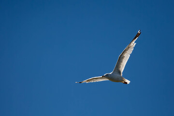 Ring-billed Gull flying under a blue sky with copy space