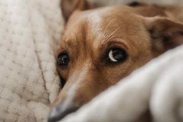 ginger dog with short hair lying in a beige blanket, close-up (selective focus)