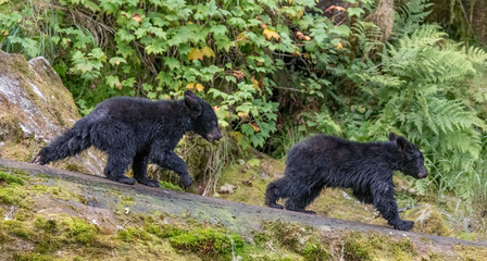 Running Black Bear Cubs © Betty Sederquist